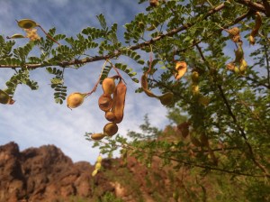 Gold Strike hike pink pods tree